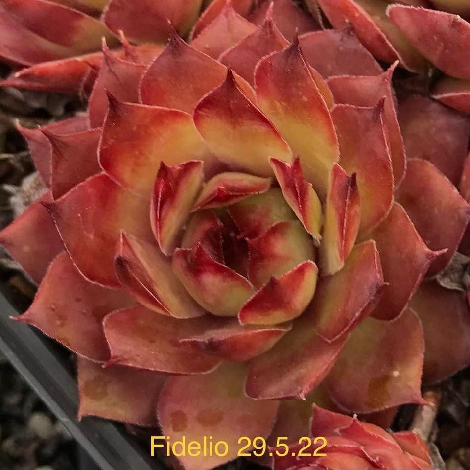 Fidelio