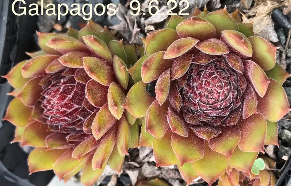 Galapagos