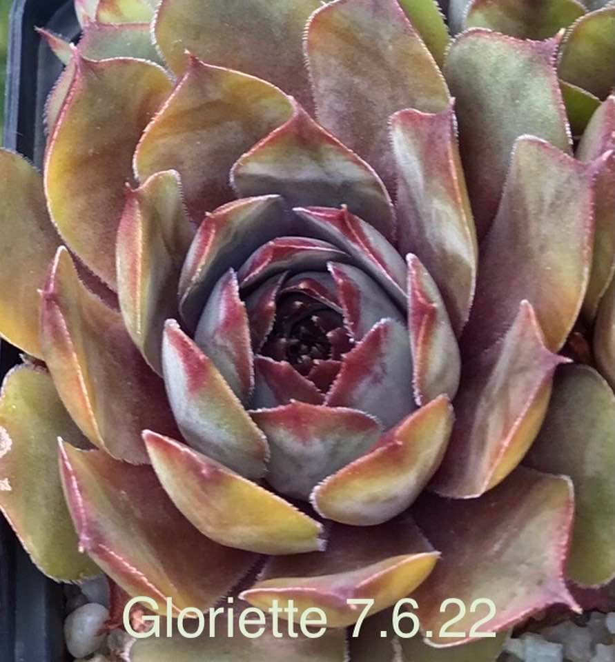 Gloriette