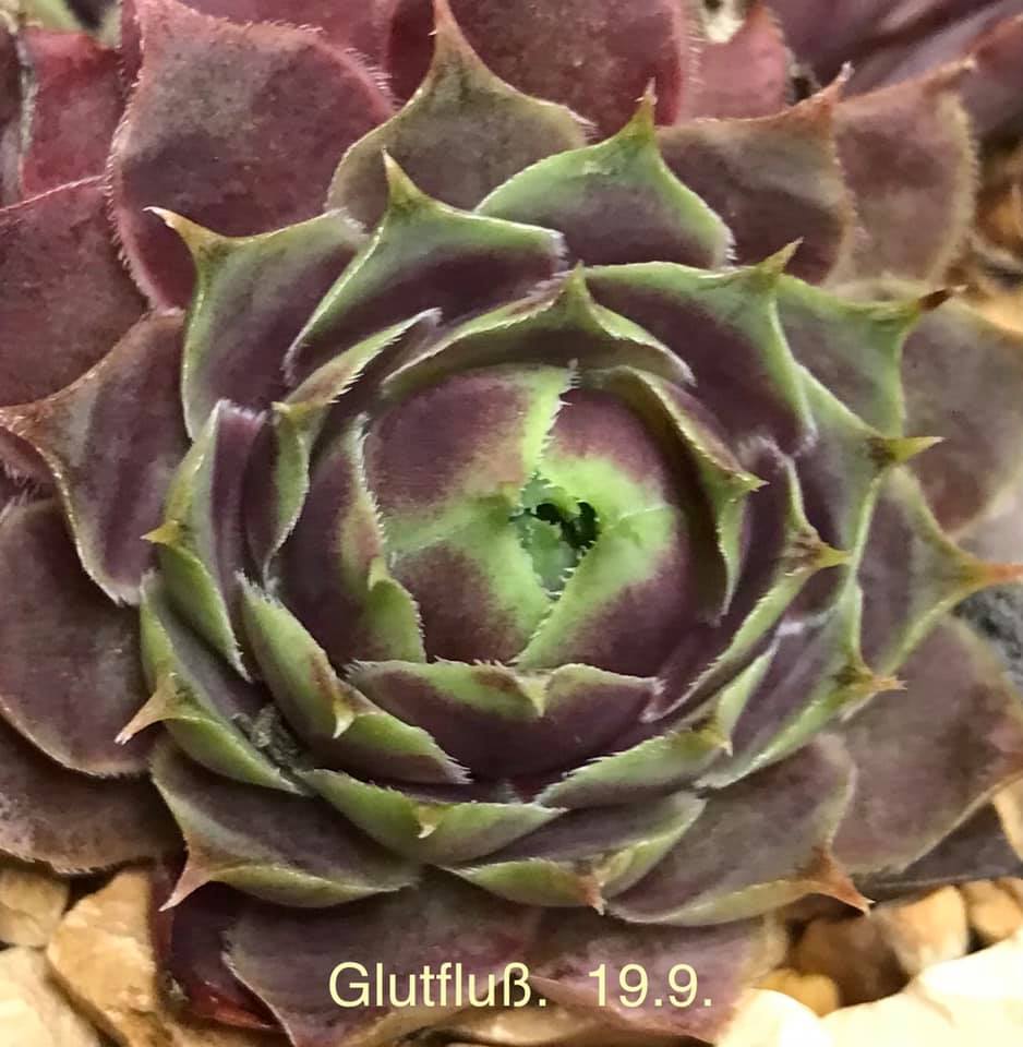 Glutfluß