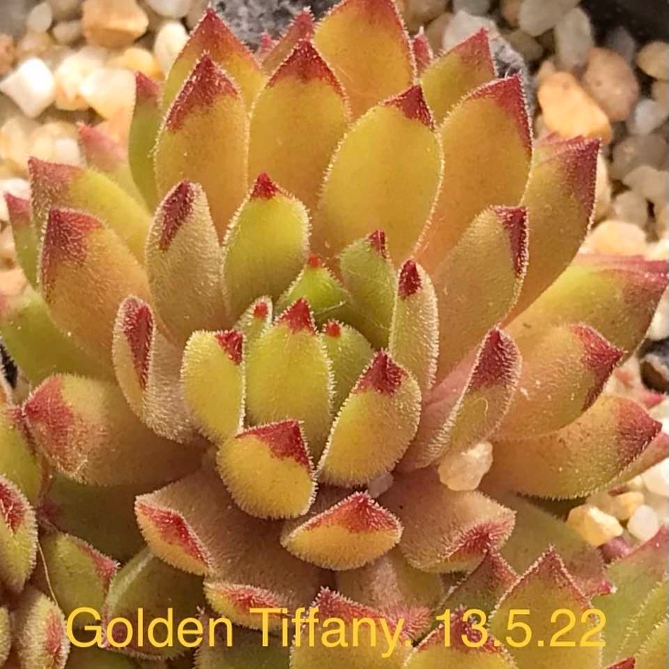 Golden Tiffany