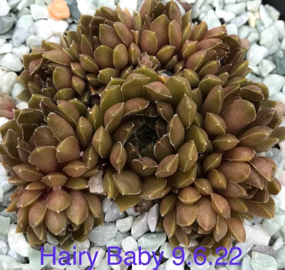 Hairy Baby