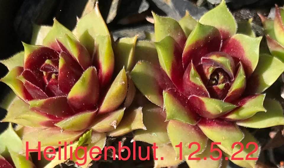 Heiligenblut
