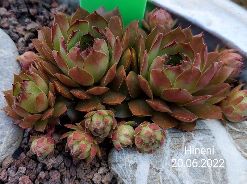 Hineni (Netzfund)