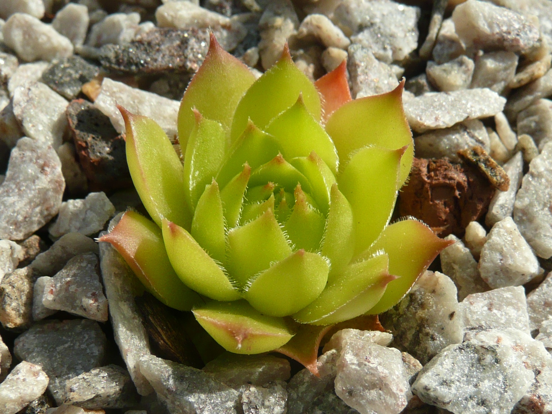 Hochalm