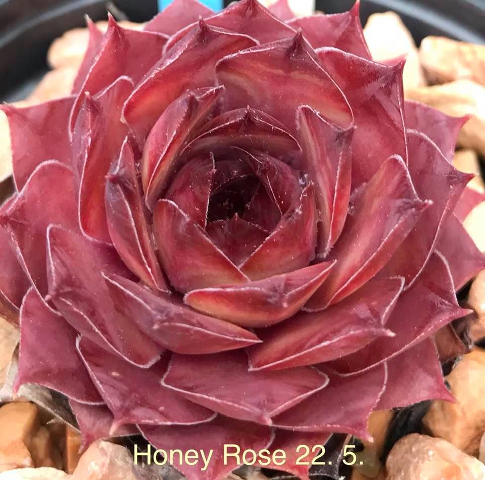Honey Rose