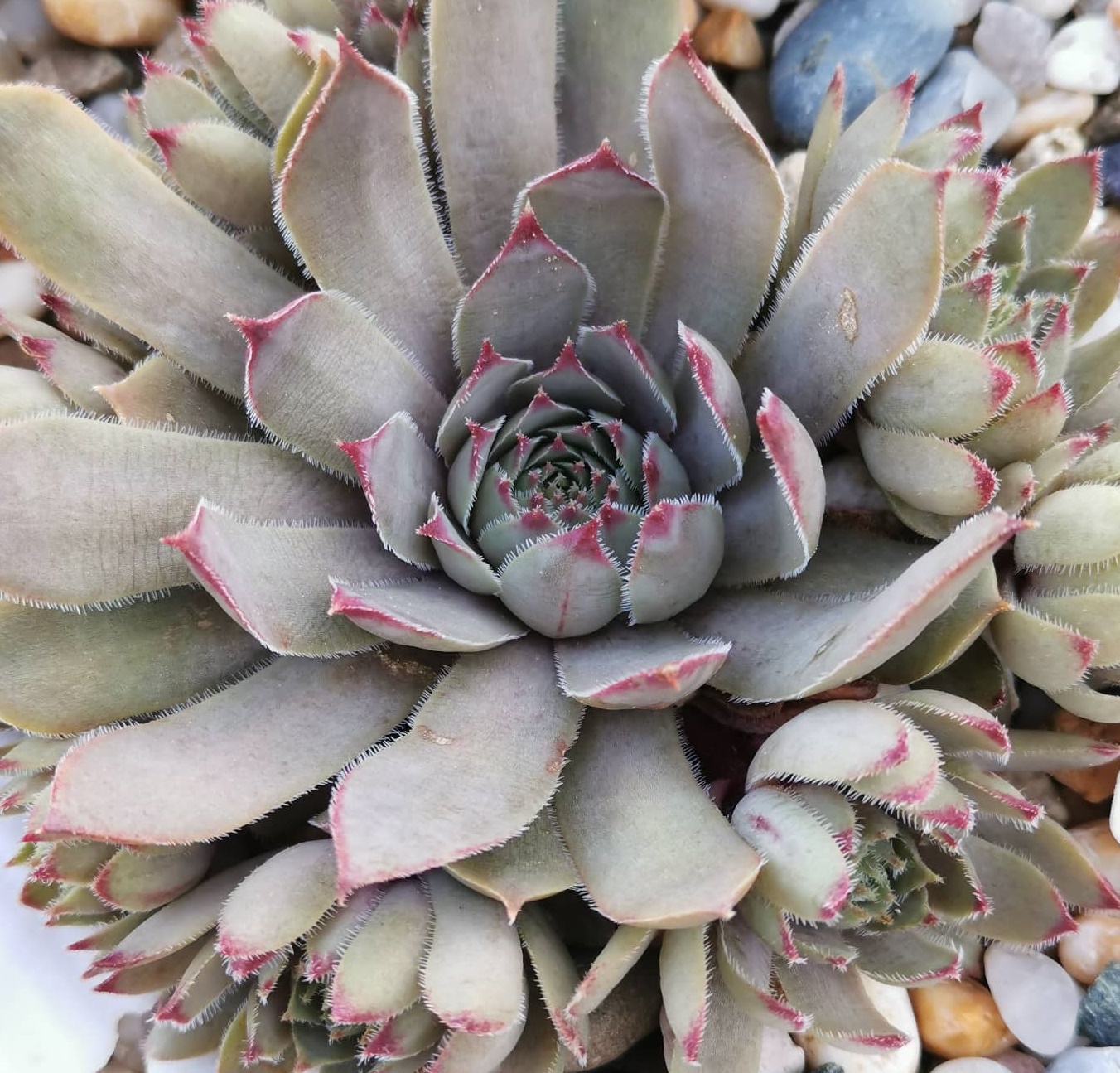 Ice and Heiß