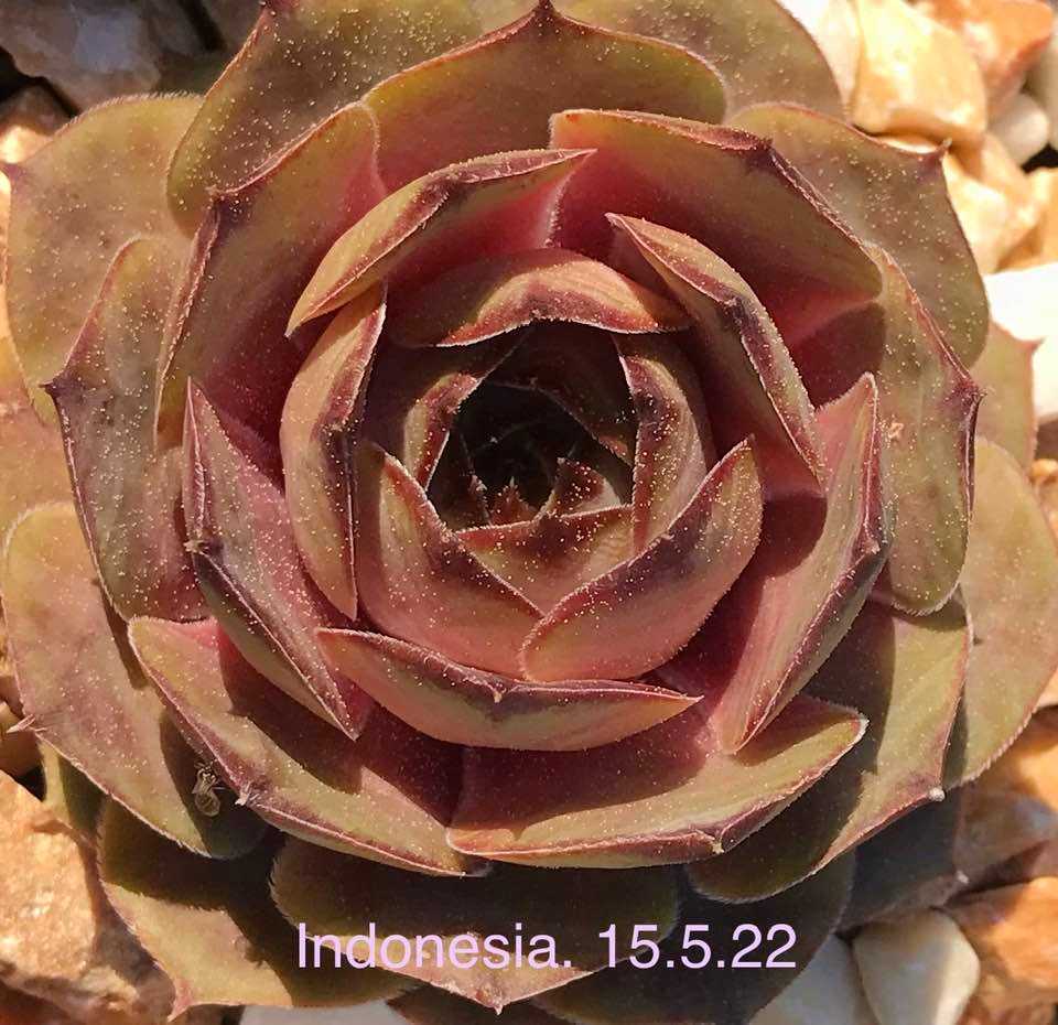 Indonesia