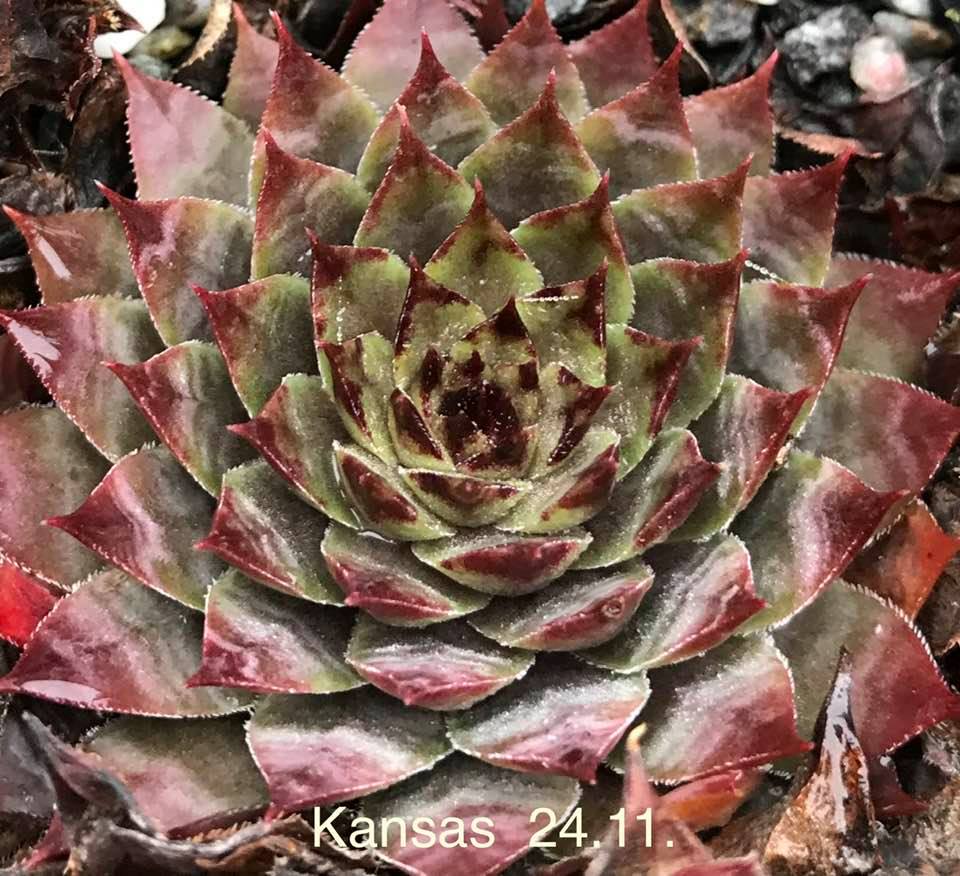 Kansas