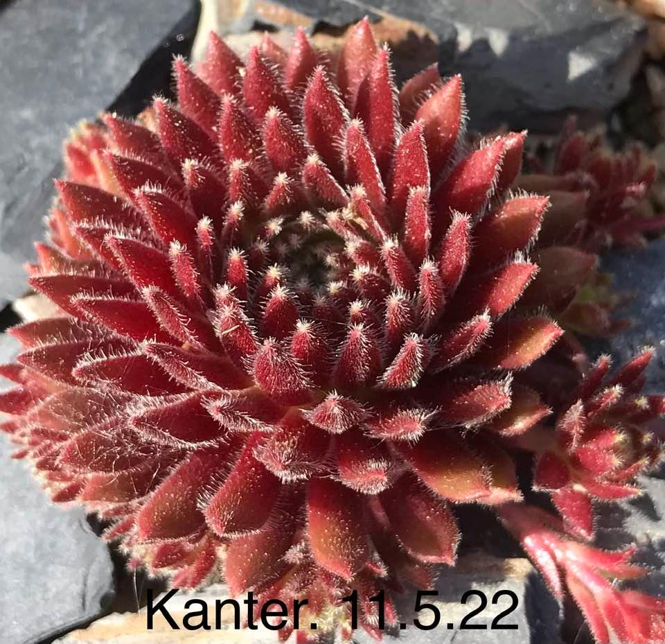 Kanter