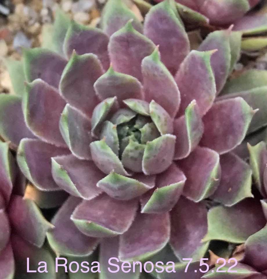 La Rosa Senosa