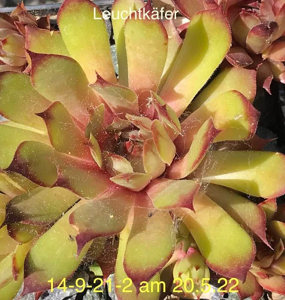 Leuchtkäfer
