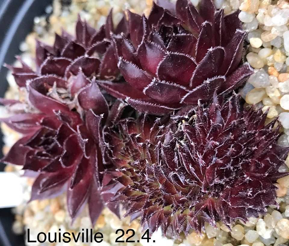Louisville