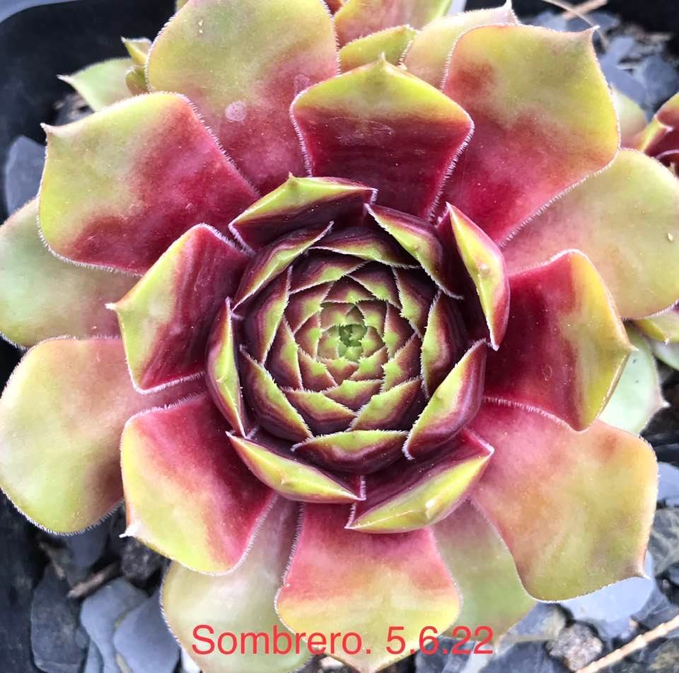 Mr. Sombrero