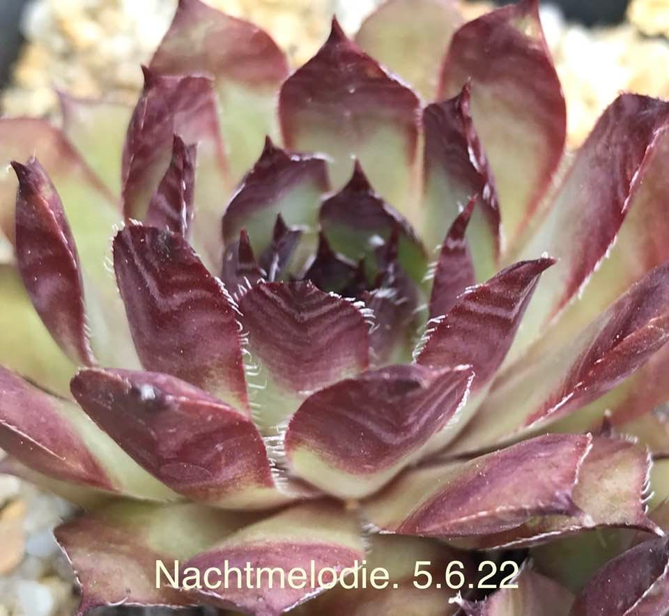 Nachtmelodie
