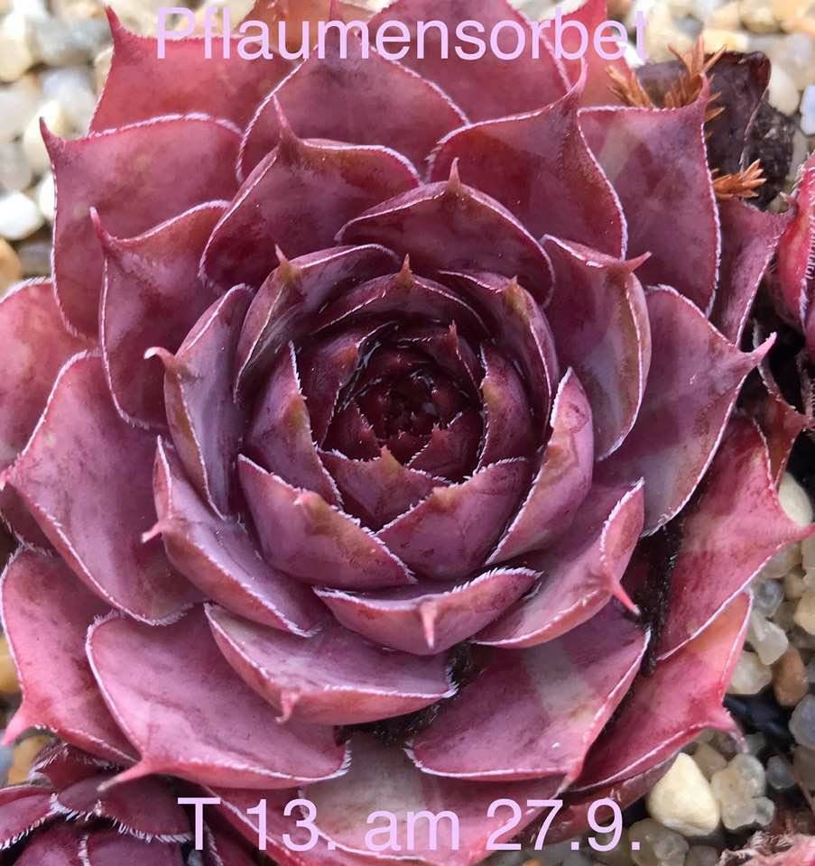 Pflaumensorbet