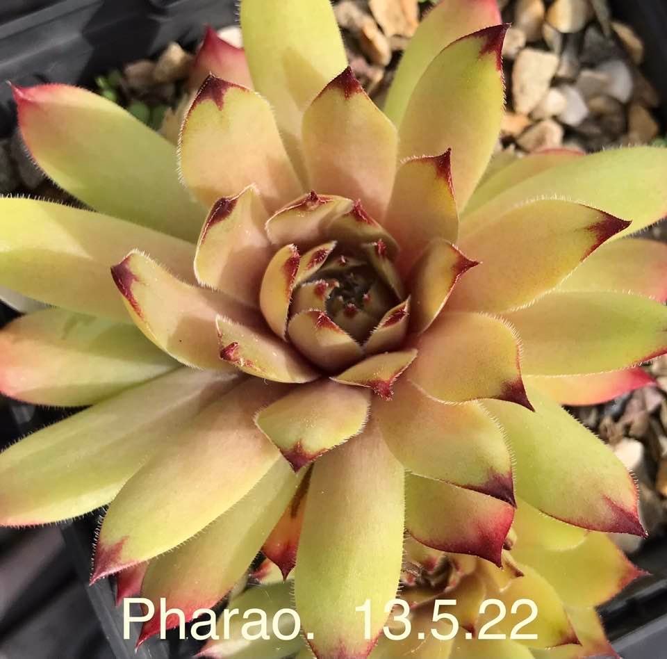 Pharao