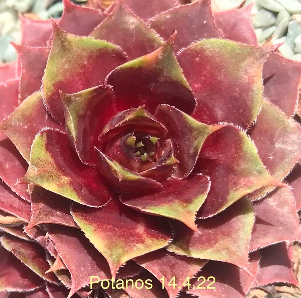 Potanos