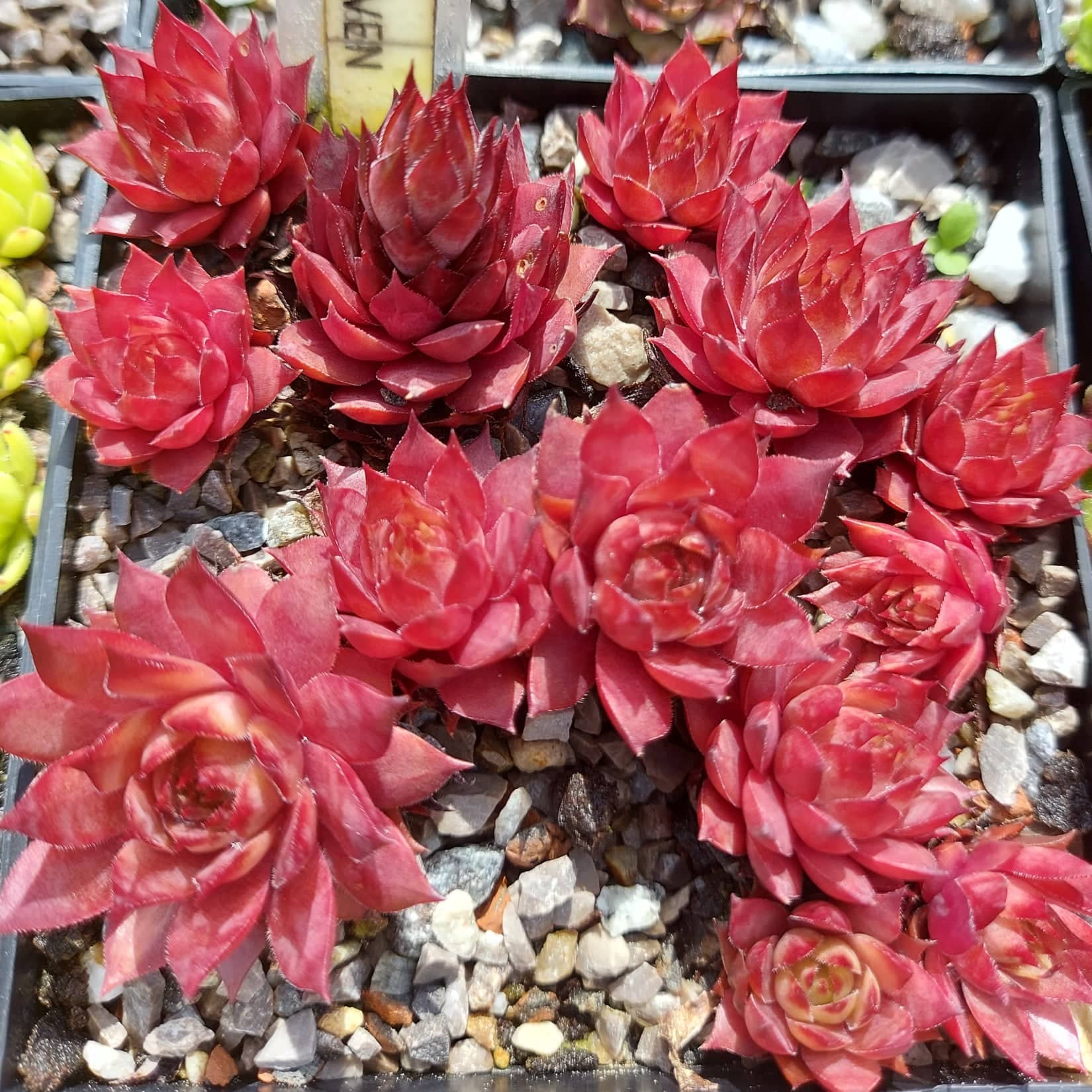 Red Heaven