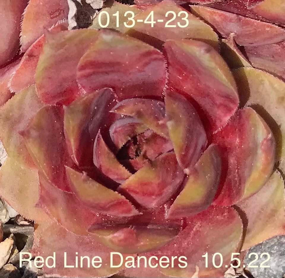 Red Line Dancers