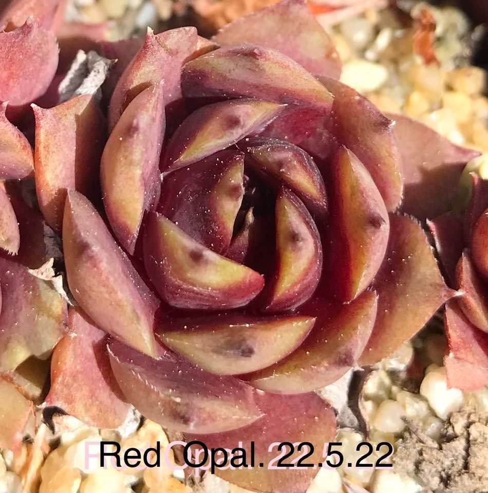 Red Opal