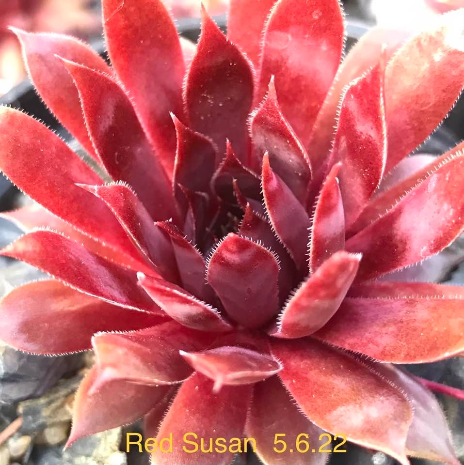 Red Susan