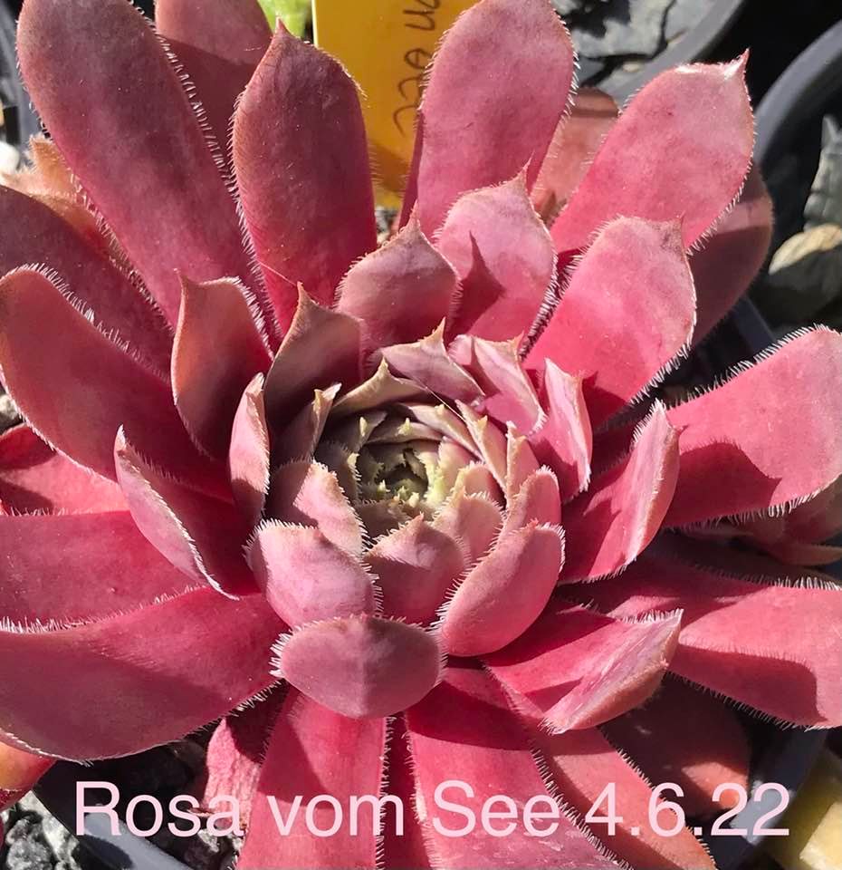 Rosa vom See
