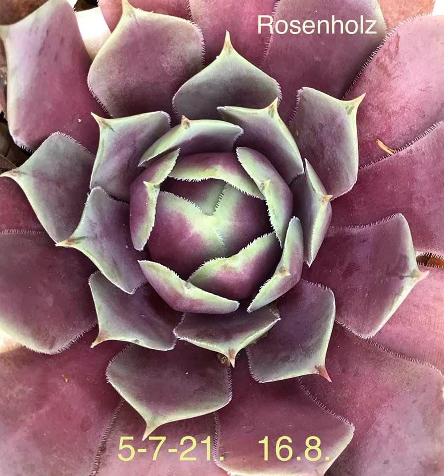 Rosenholz