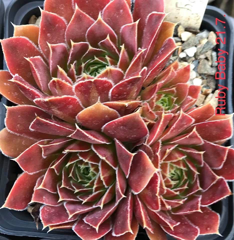 Ruby Baby / Jovi 
