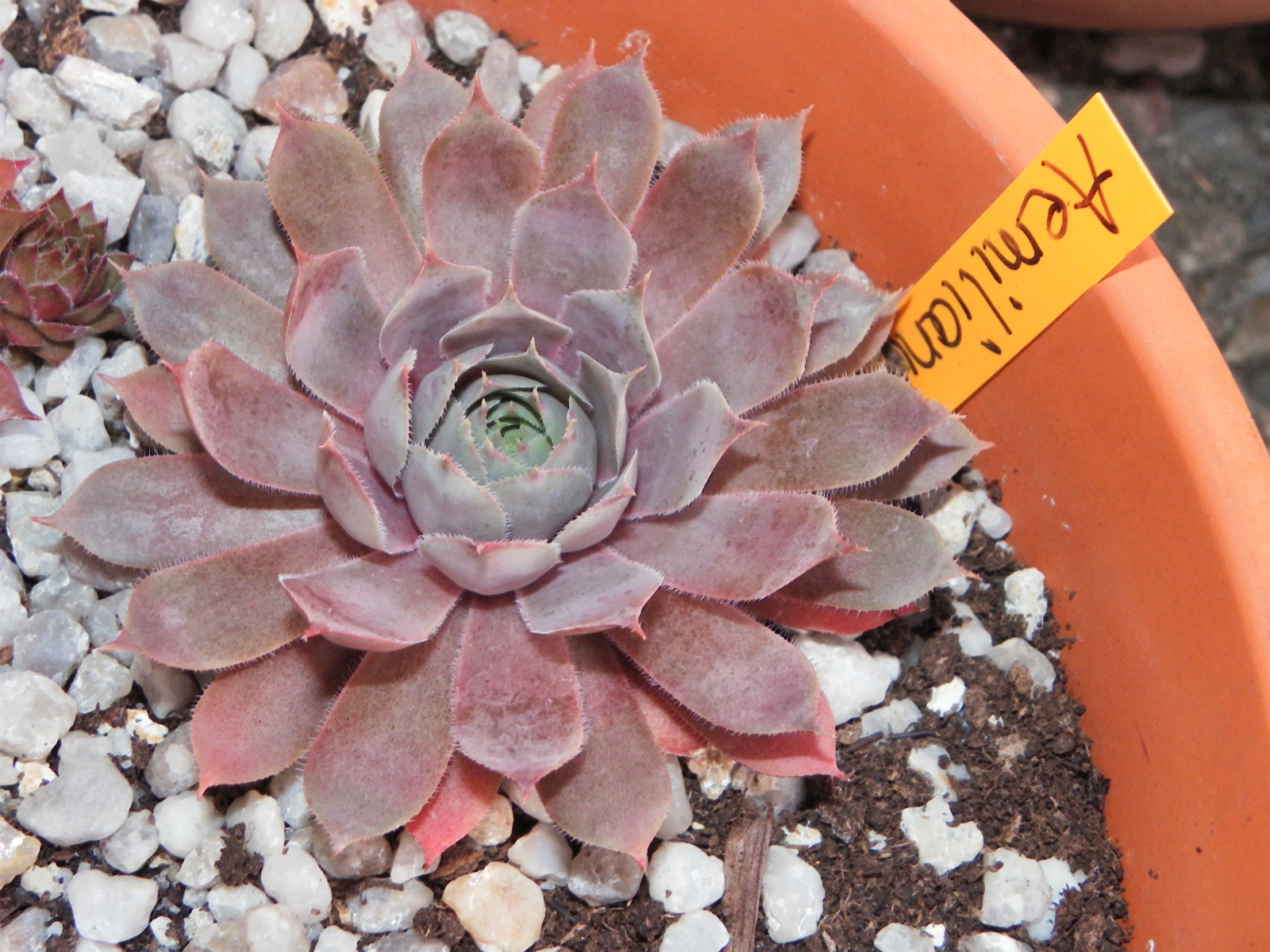 Aemilianus