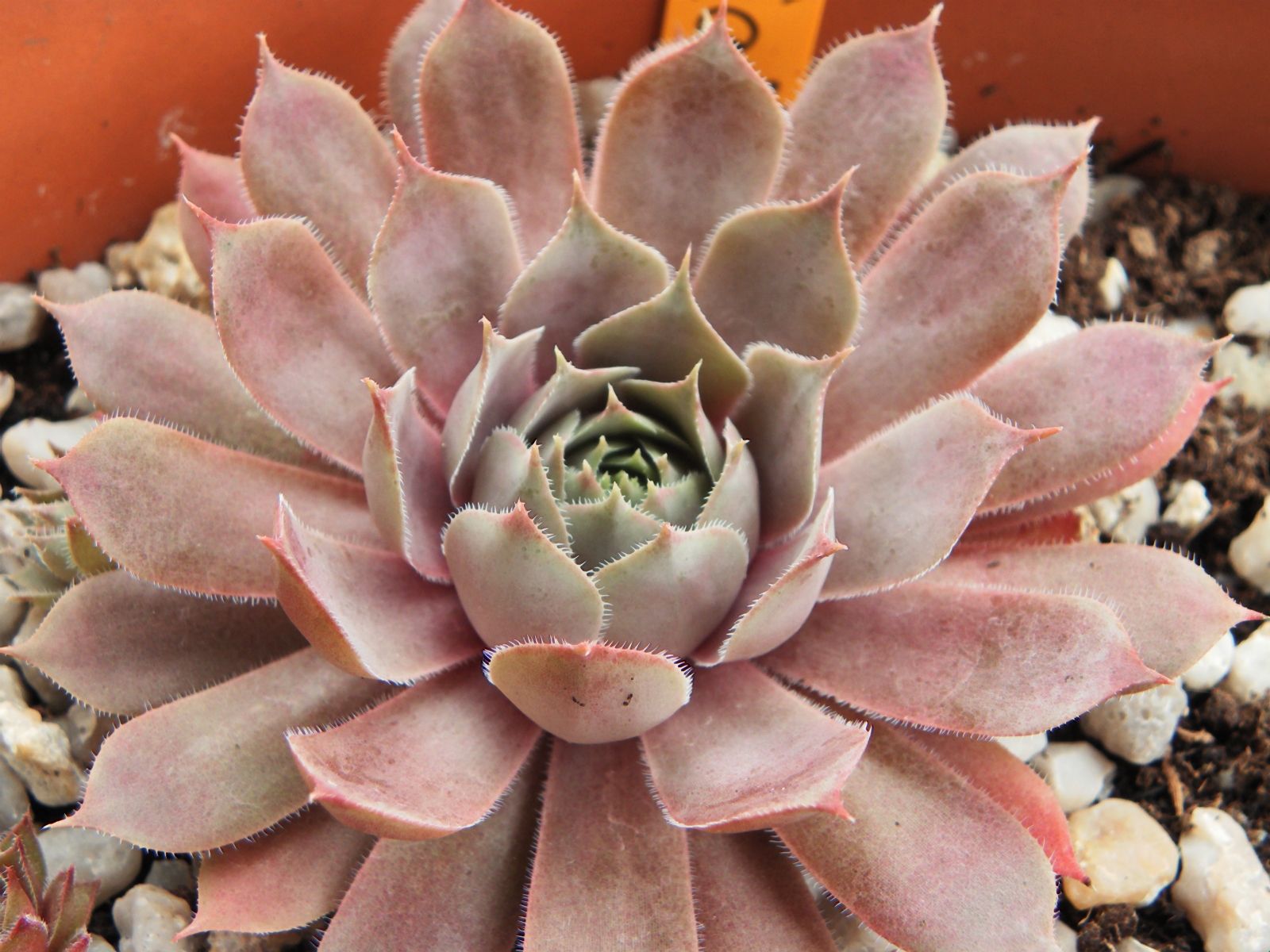 Aemilianus