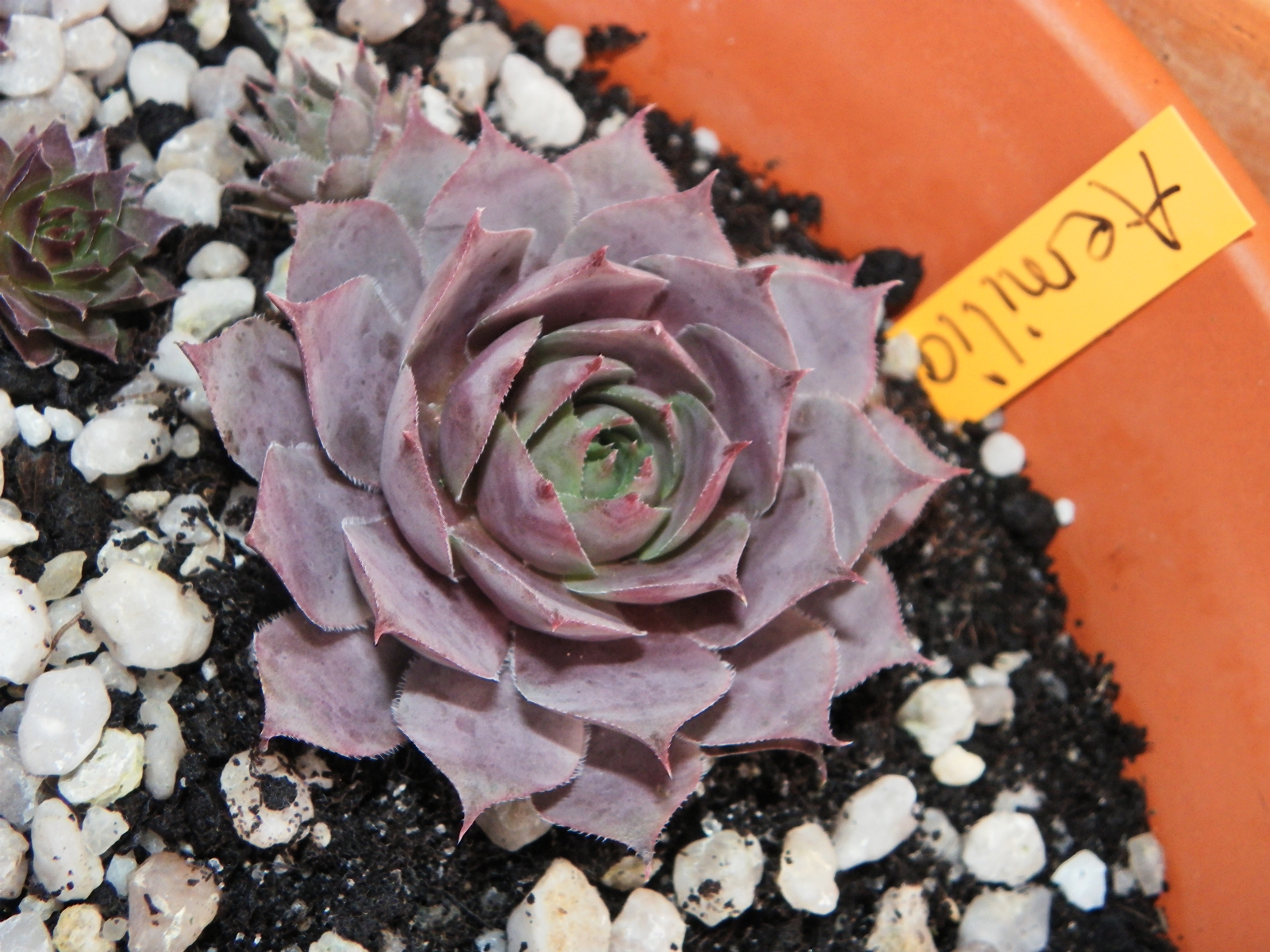 Aemilianus
