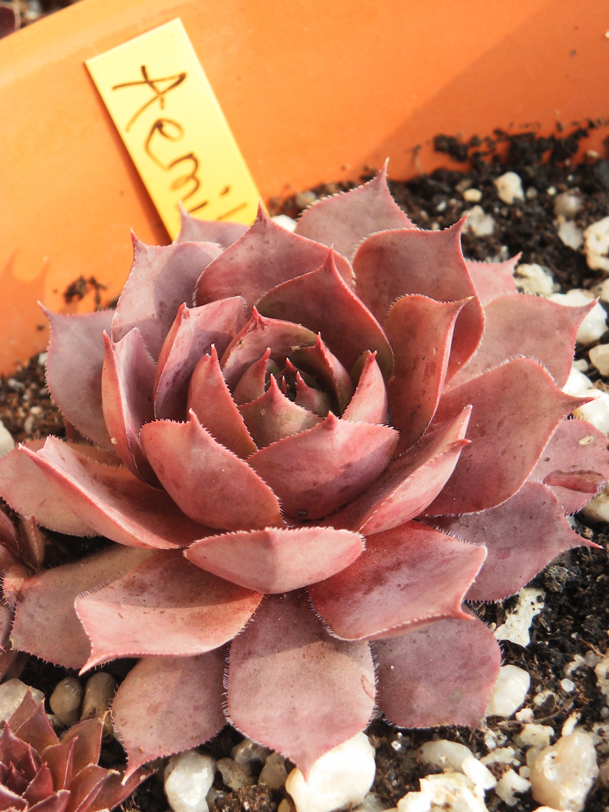 Aemilianus