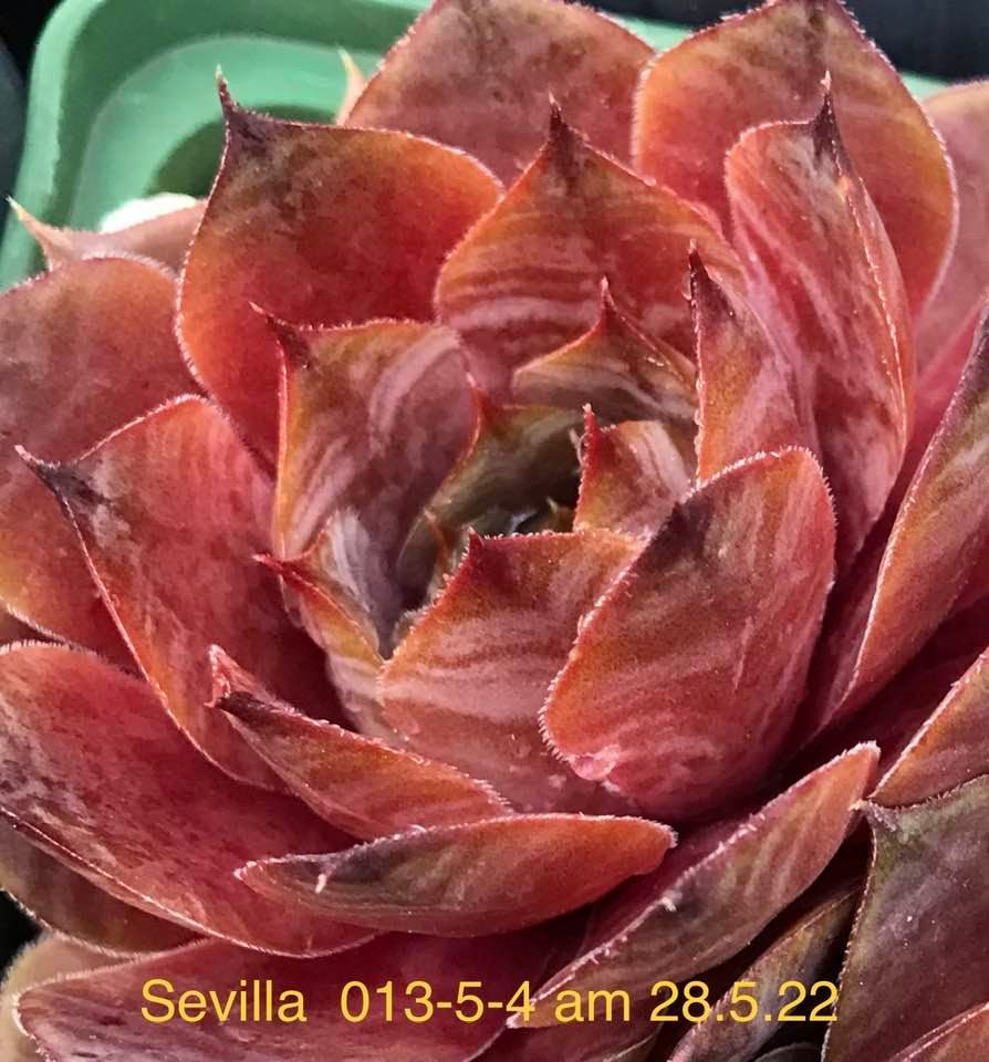 Sevilla