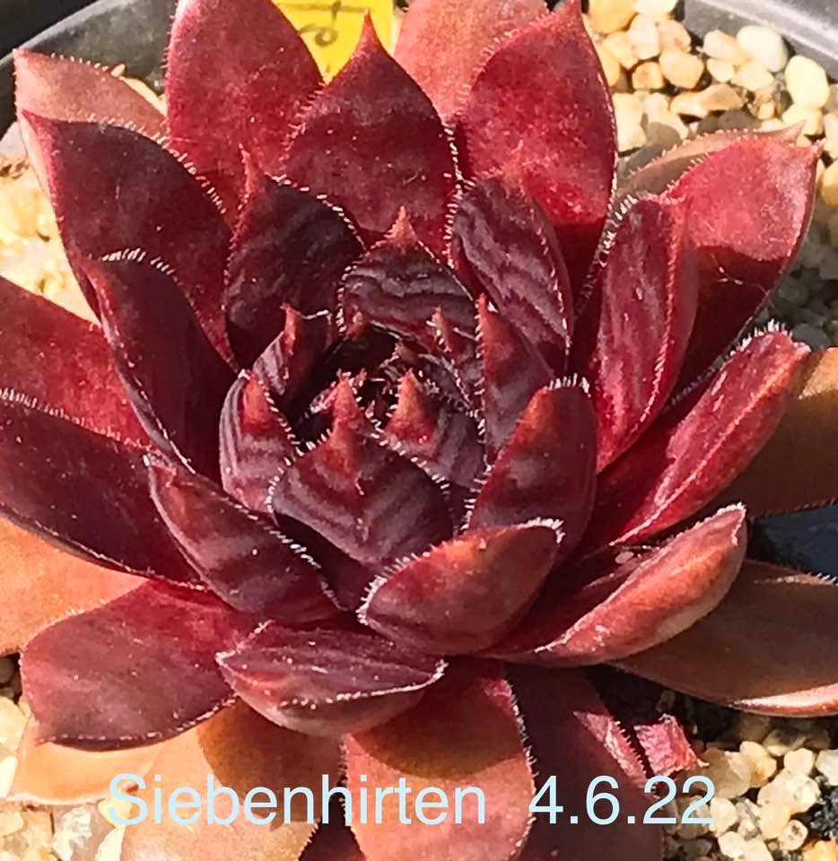 Siebenhirten