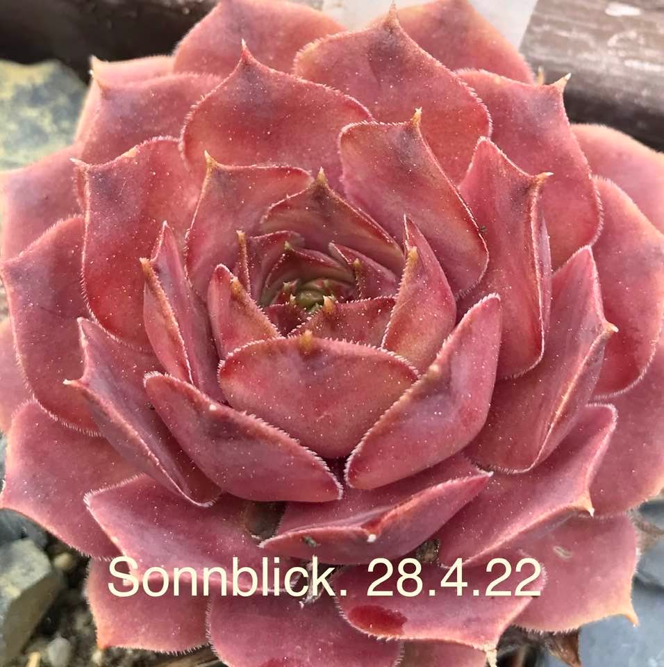 Sonnblick
