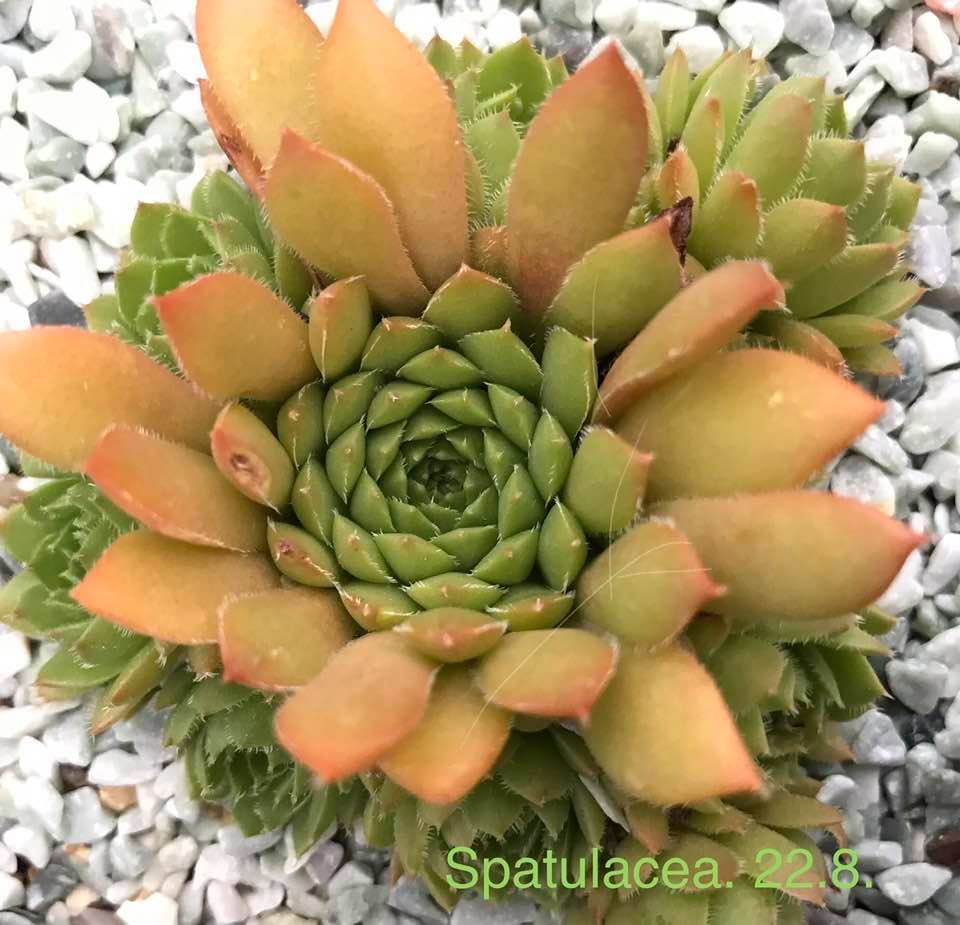 Spatulacea