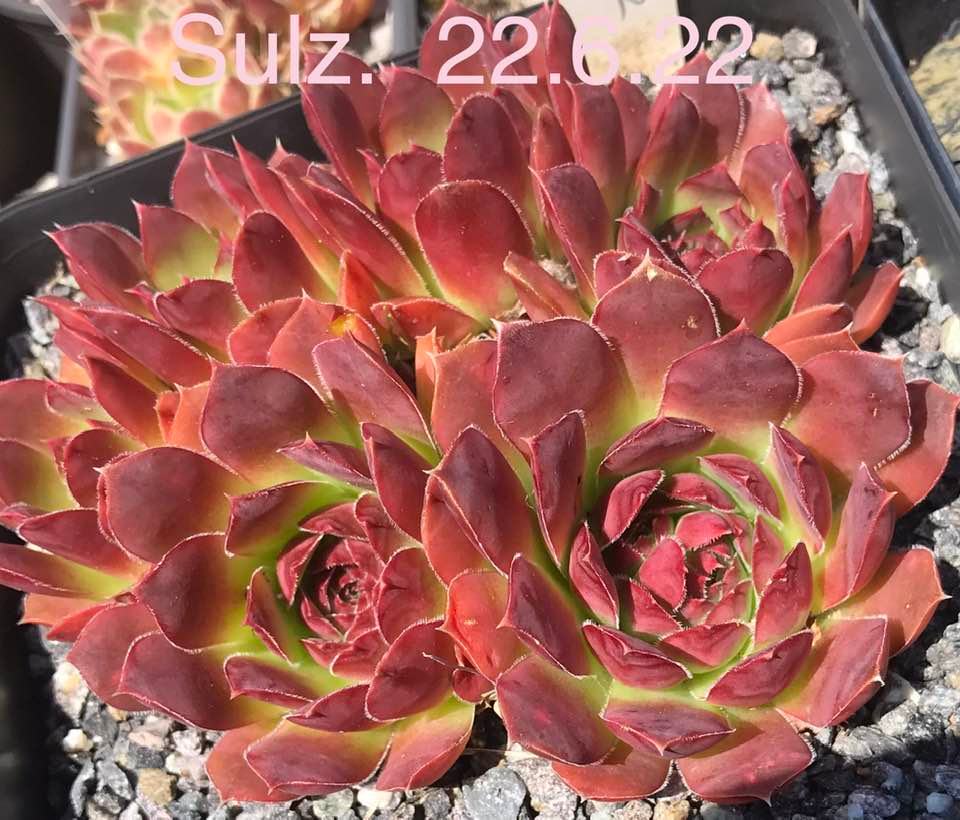 Sulz / Jovi 