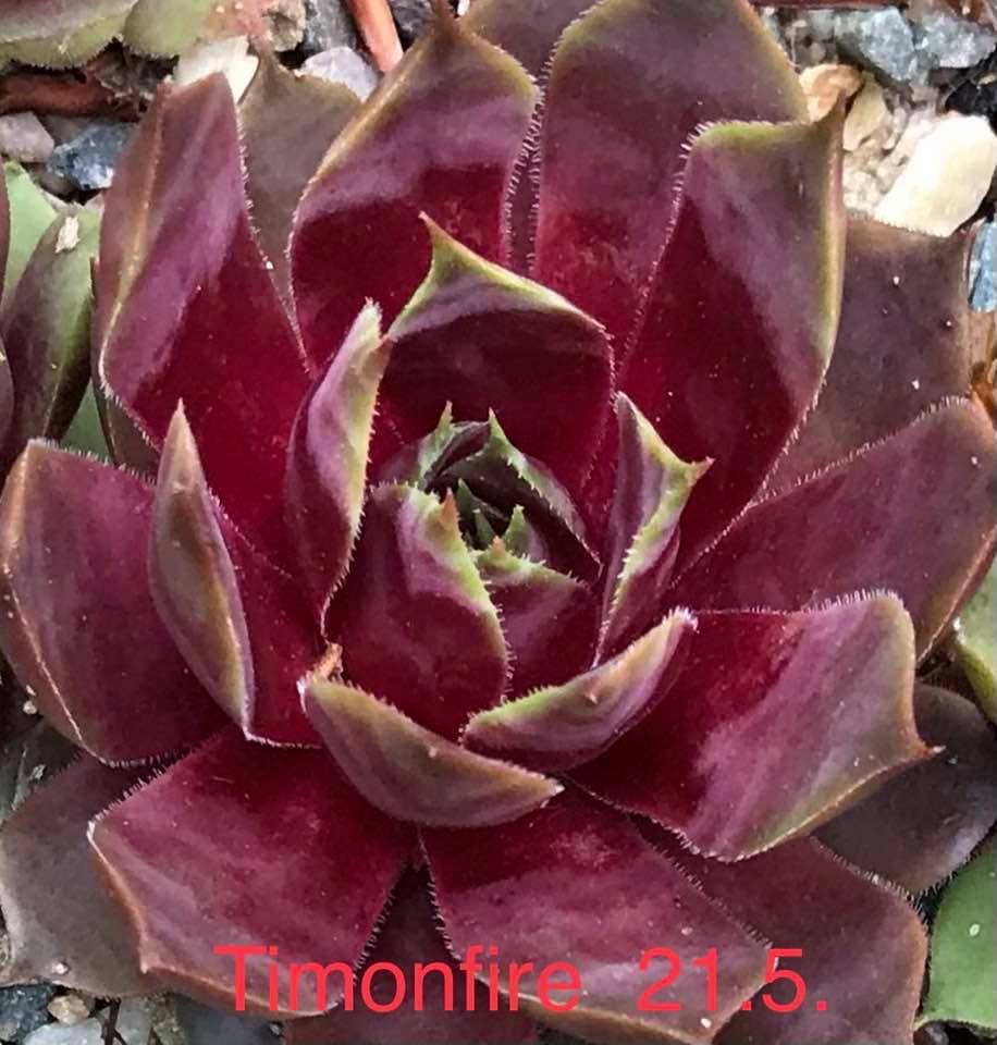 Timonfire