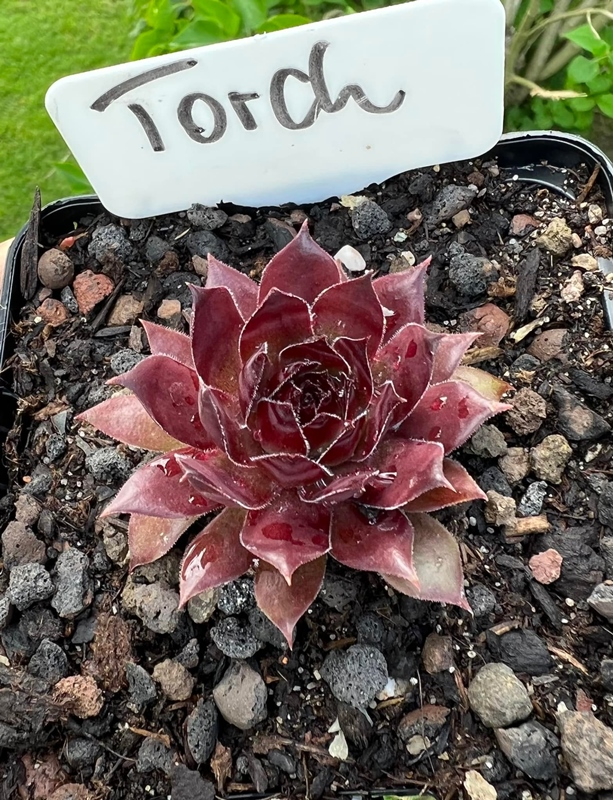 Torch