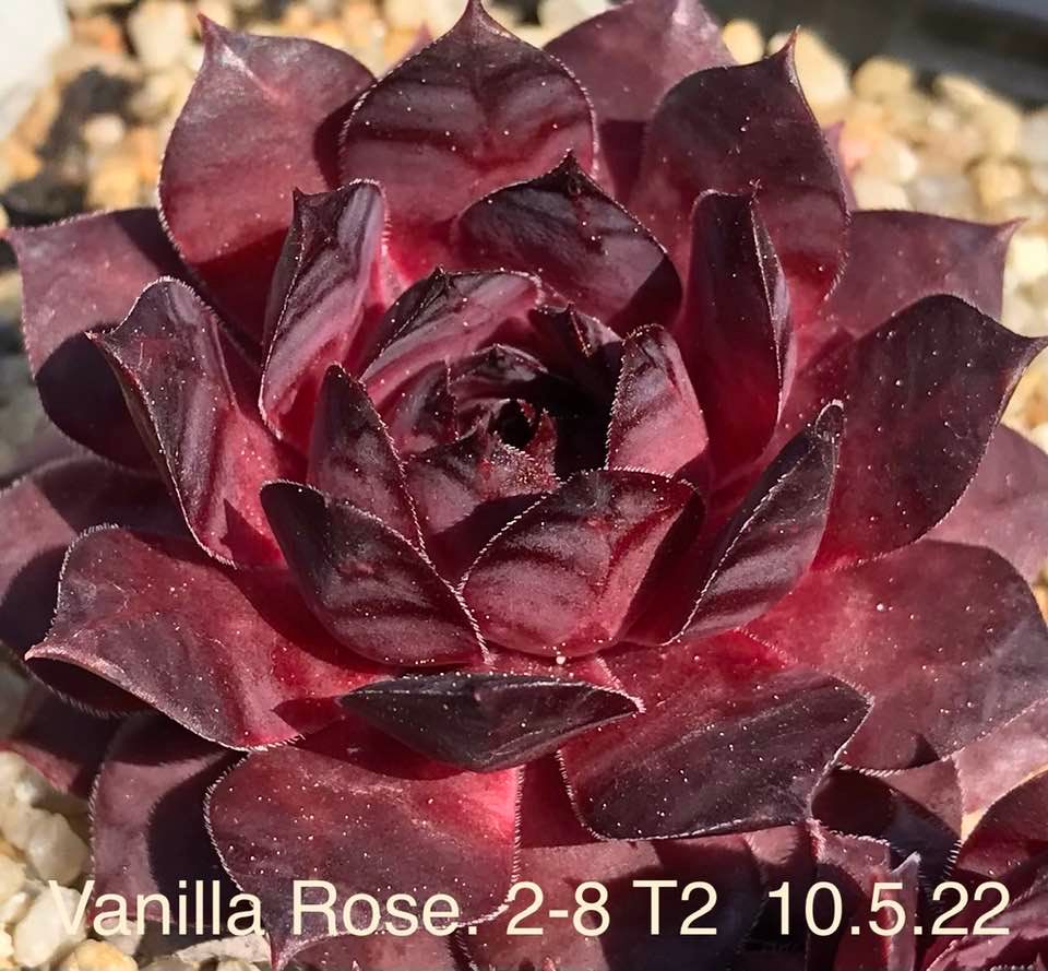 Vanilla Rose
