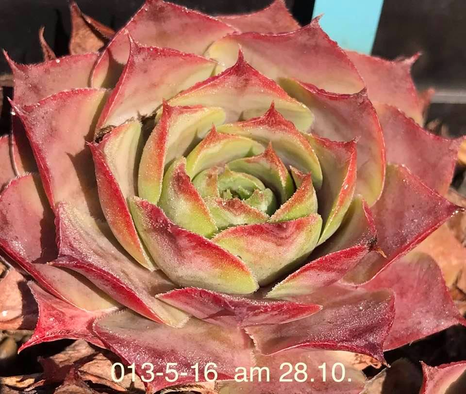 Vinicunca