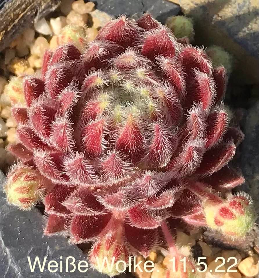 Weiße Wolke