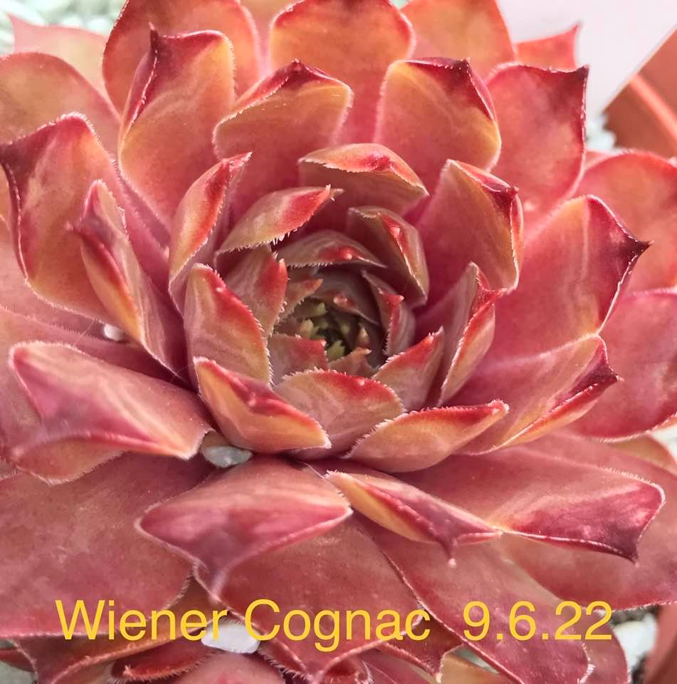 Wiener Cognac