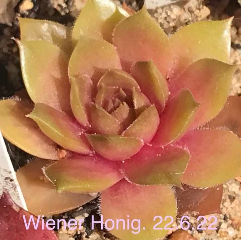 Wiener Honig