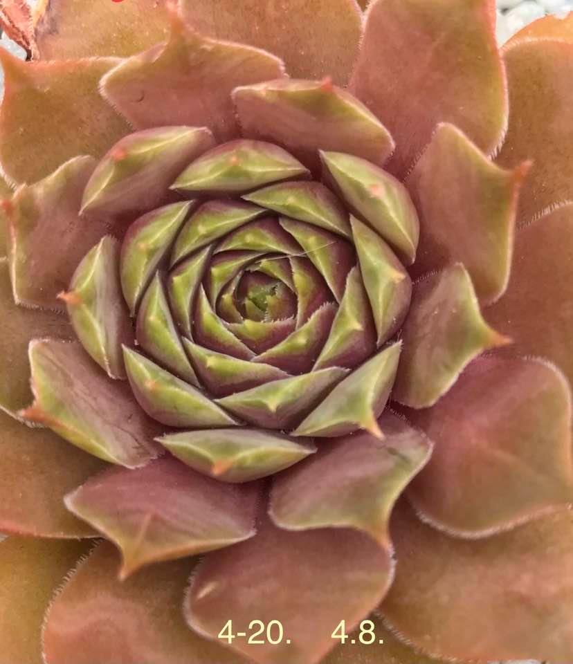 Wiener Melange