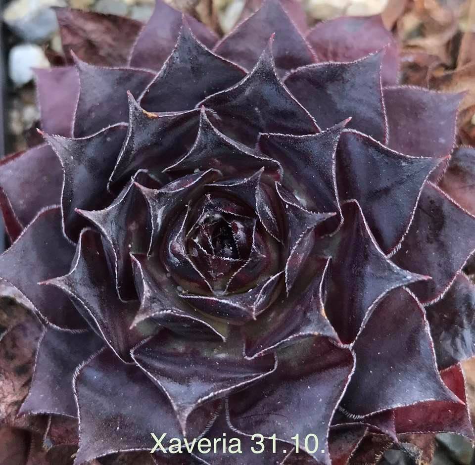 Xaveria