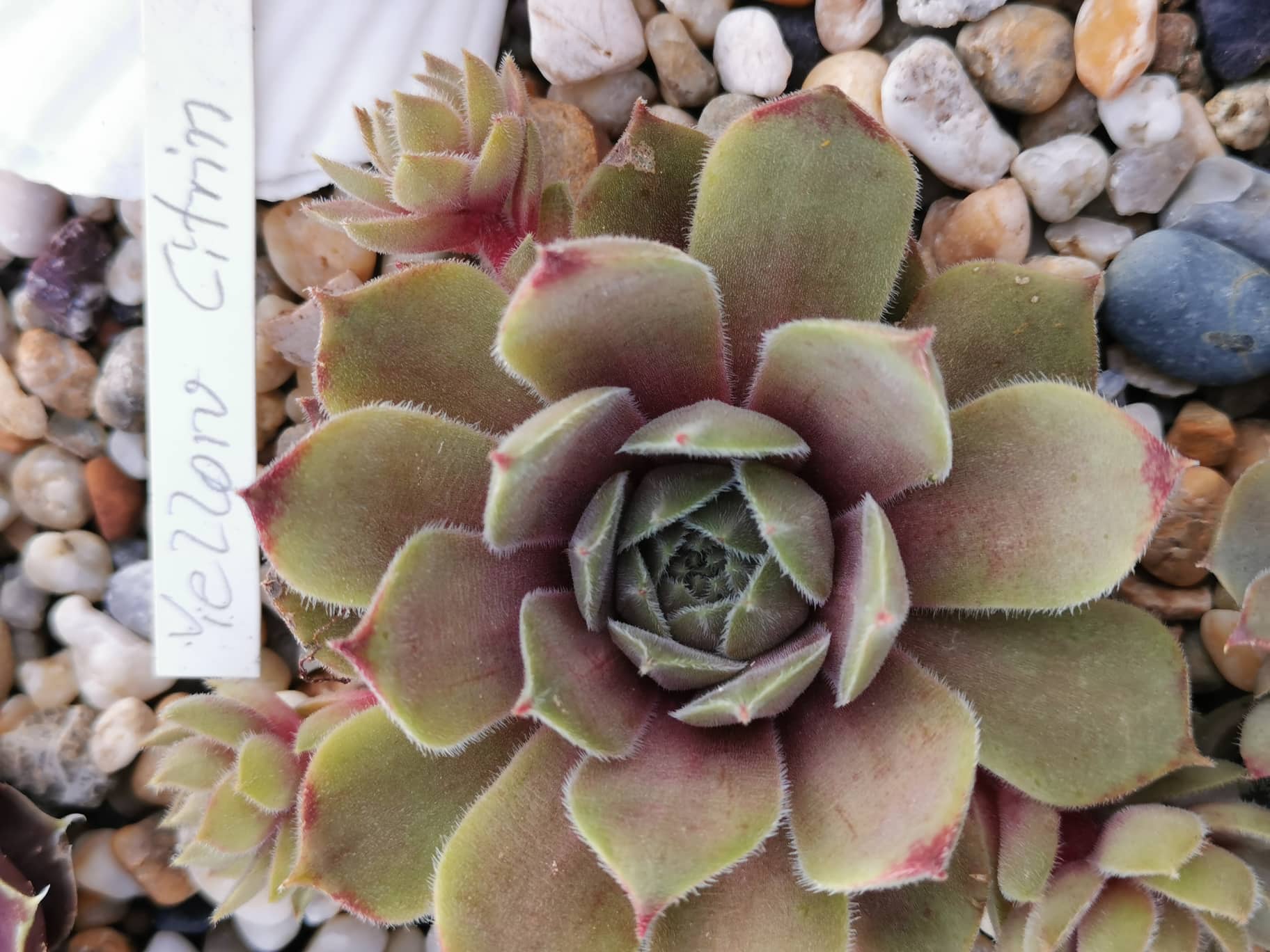 Yellow Citrin