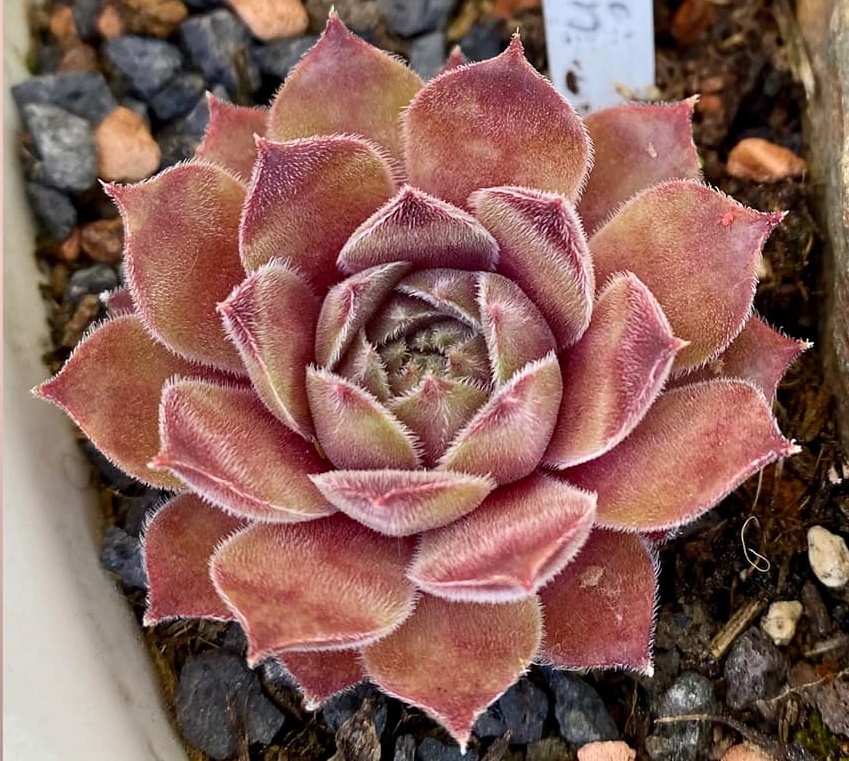 Yellow Citrin