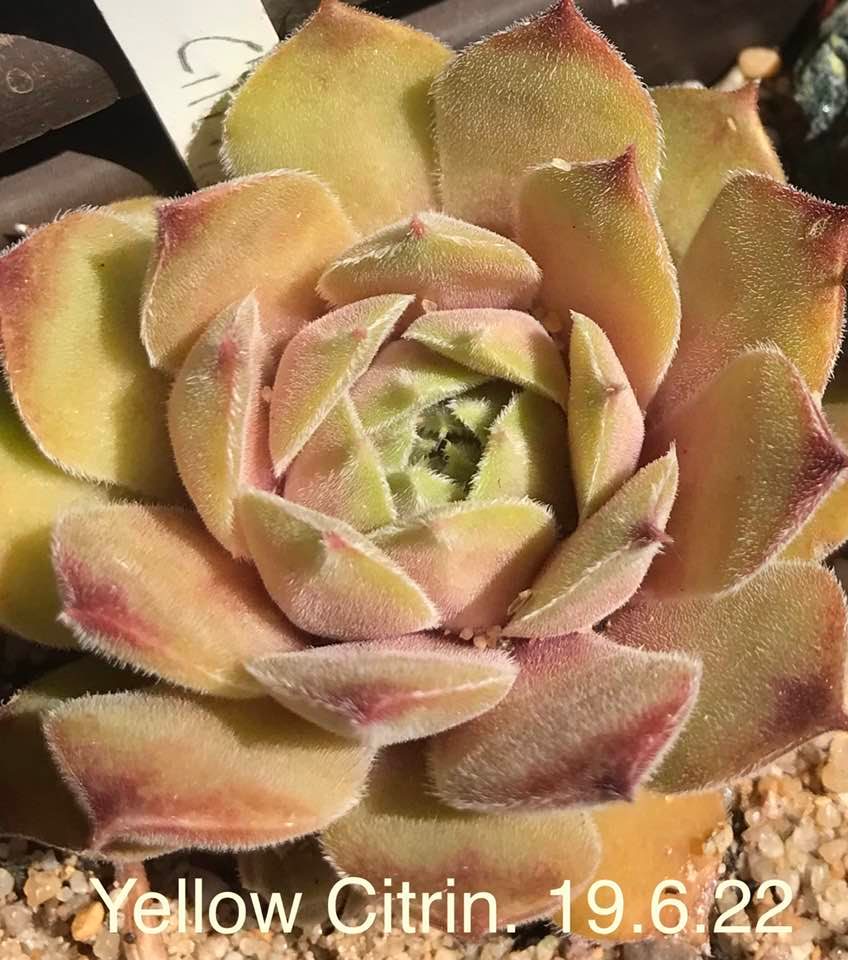 Yellow Citrin